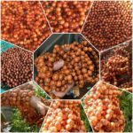 xưởng sản xuất vòng tay gỗ huyết long giá rẻ